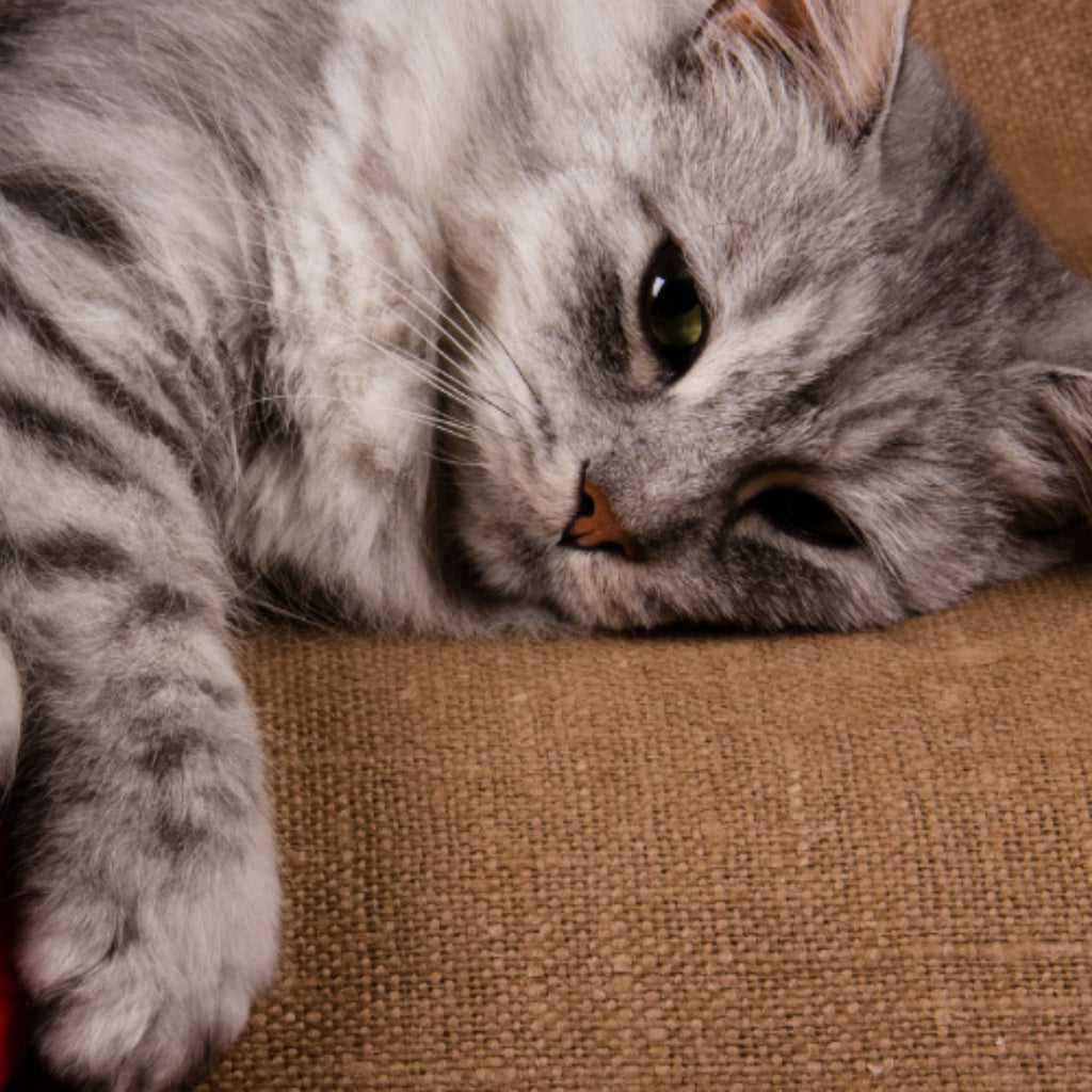 Congestive Heart Failure in Cats: Causes, Symptoms, and Treatment
